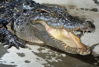 Fotogalerie Krokodýlí ZOO foto č. 5